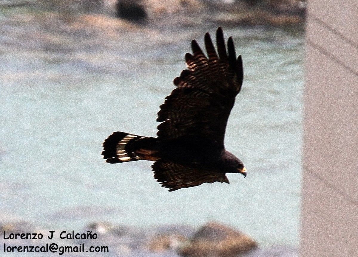 Zone-tailed Hawk - Lorenzo Calcaño