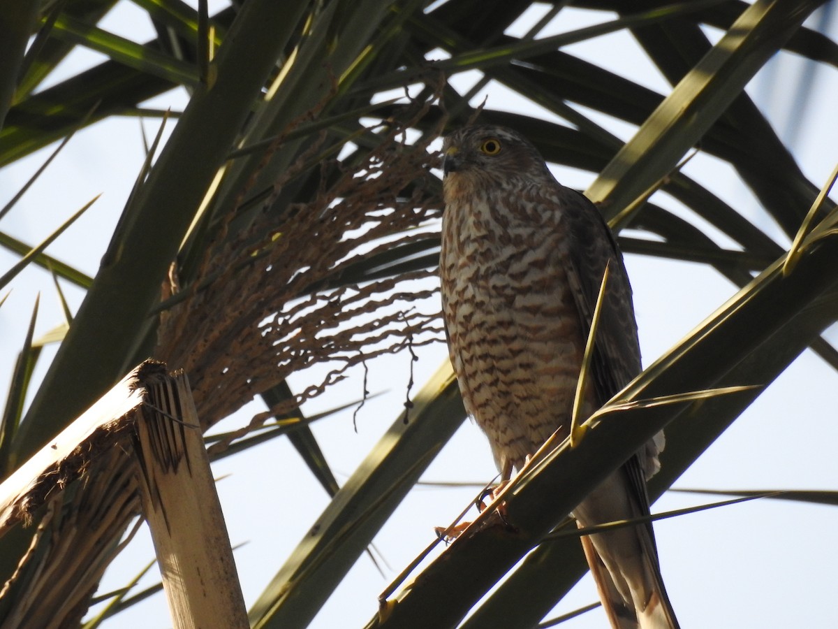 Eurasian Sparrowhawk - ML198267591