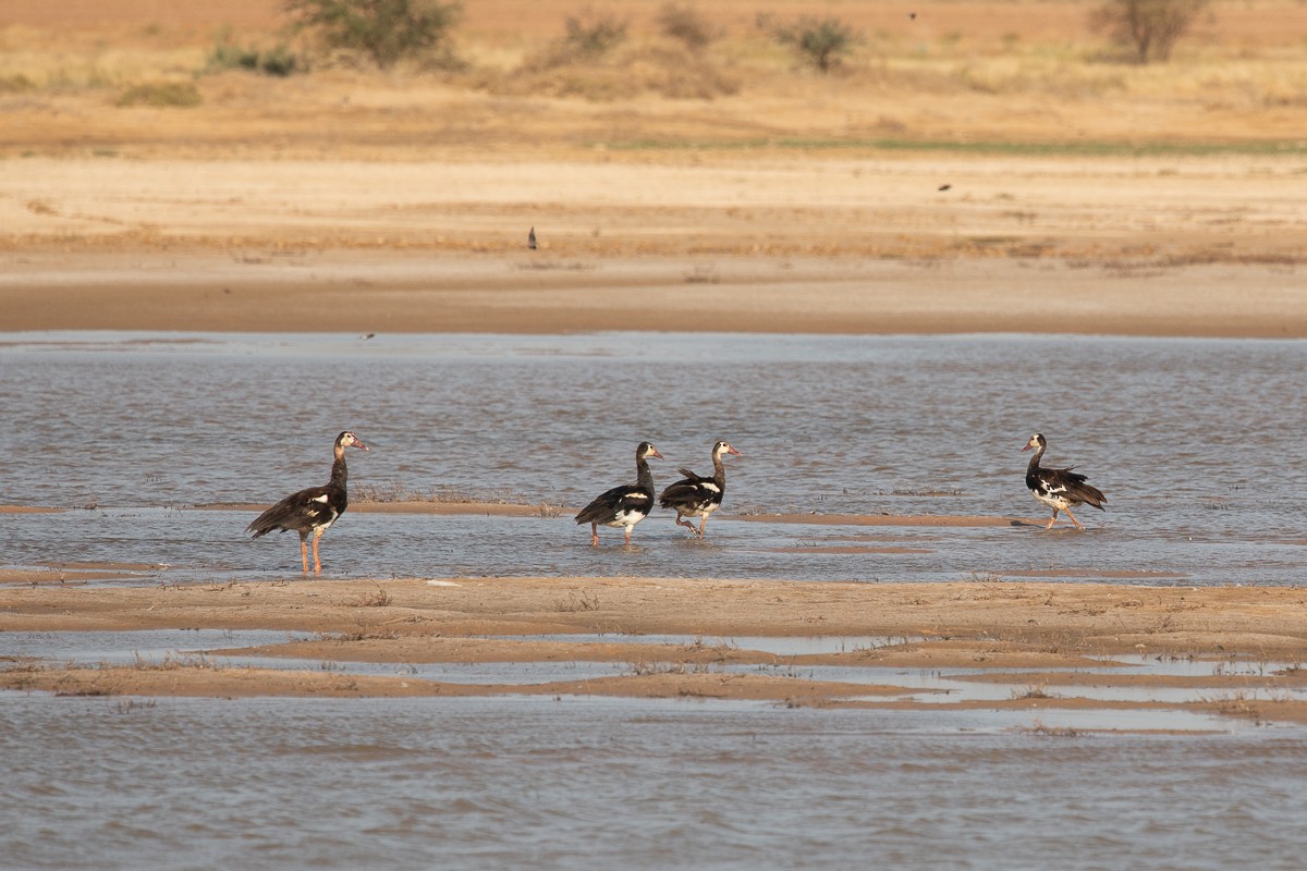 Spur-winged Goose (Northern) - ML198269641