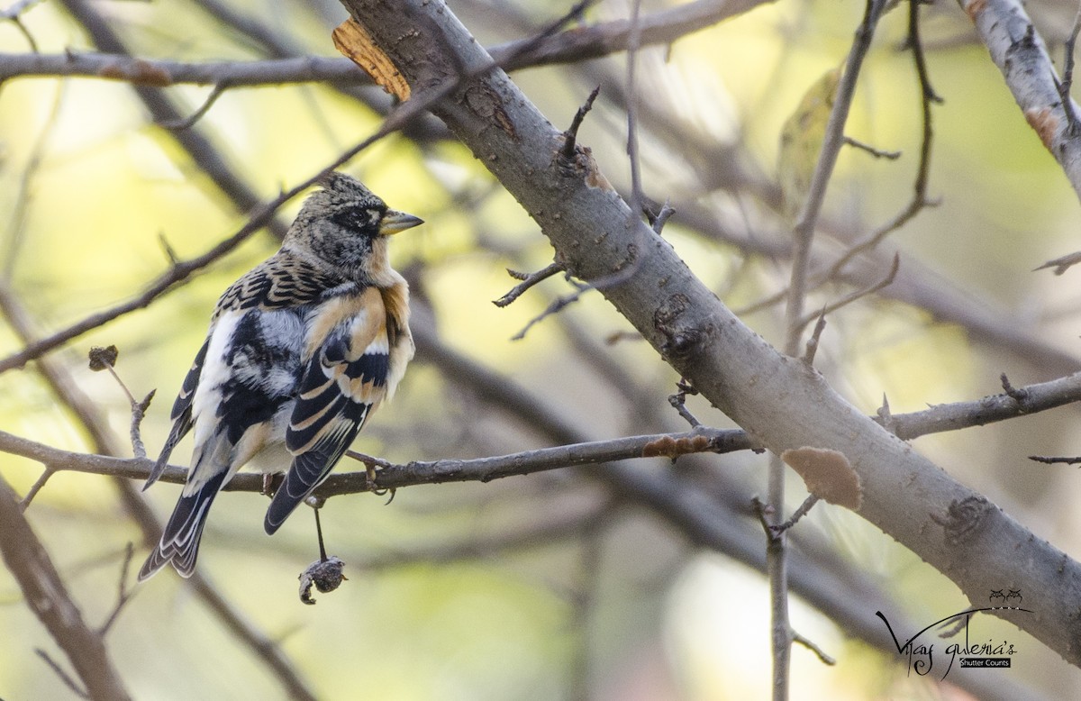 Brambling - ML198269651