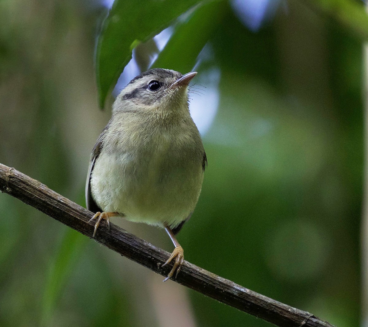 Three-striped Warbler - ML198269881