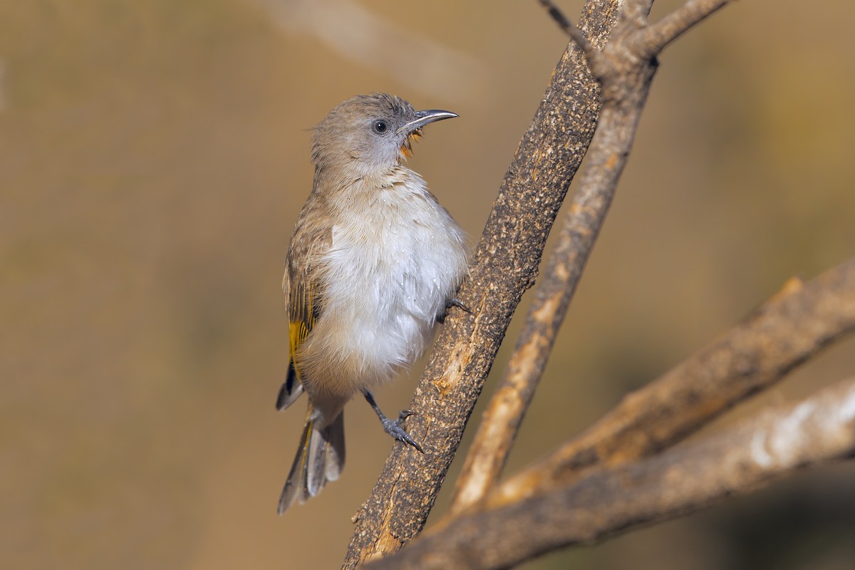 Rufous-throated Honeyeater - ML198270371