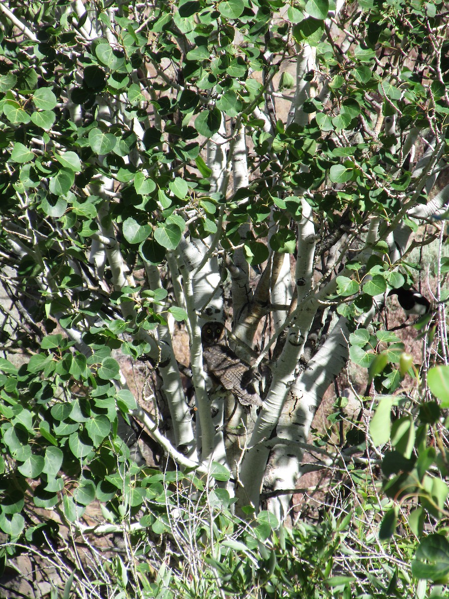 Long-eared Owl - ML198271901