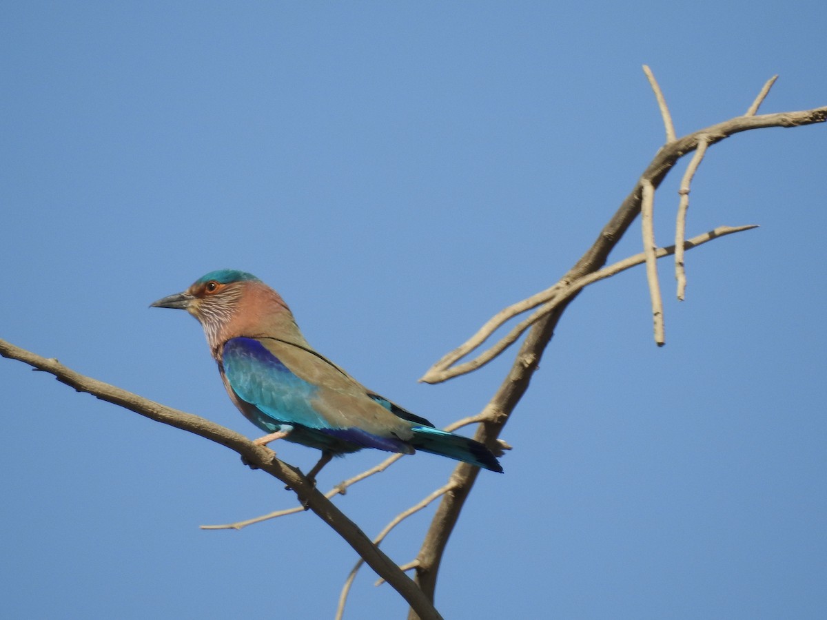 Indian Roller - Keramat Hafezi