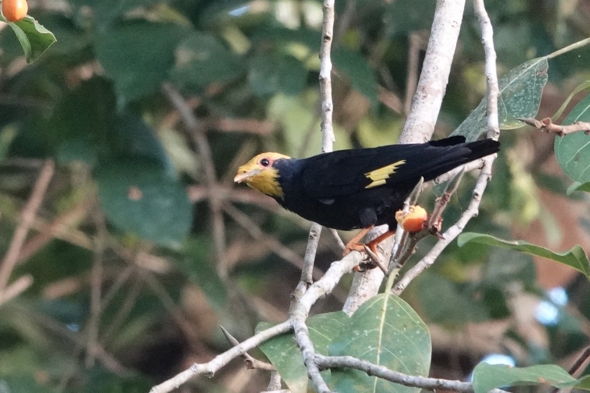 Golden-crested Myna - ML198272911