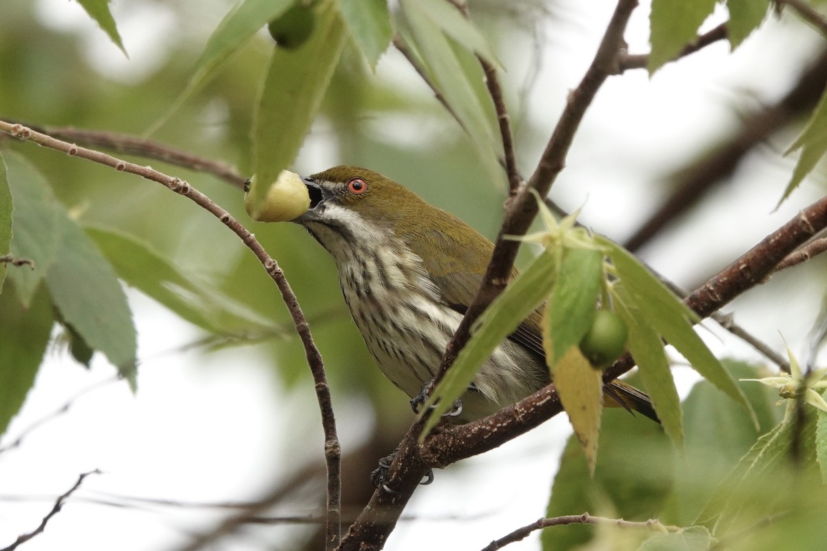 Yellow-vented Flowerpecker - Kathryn Young