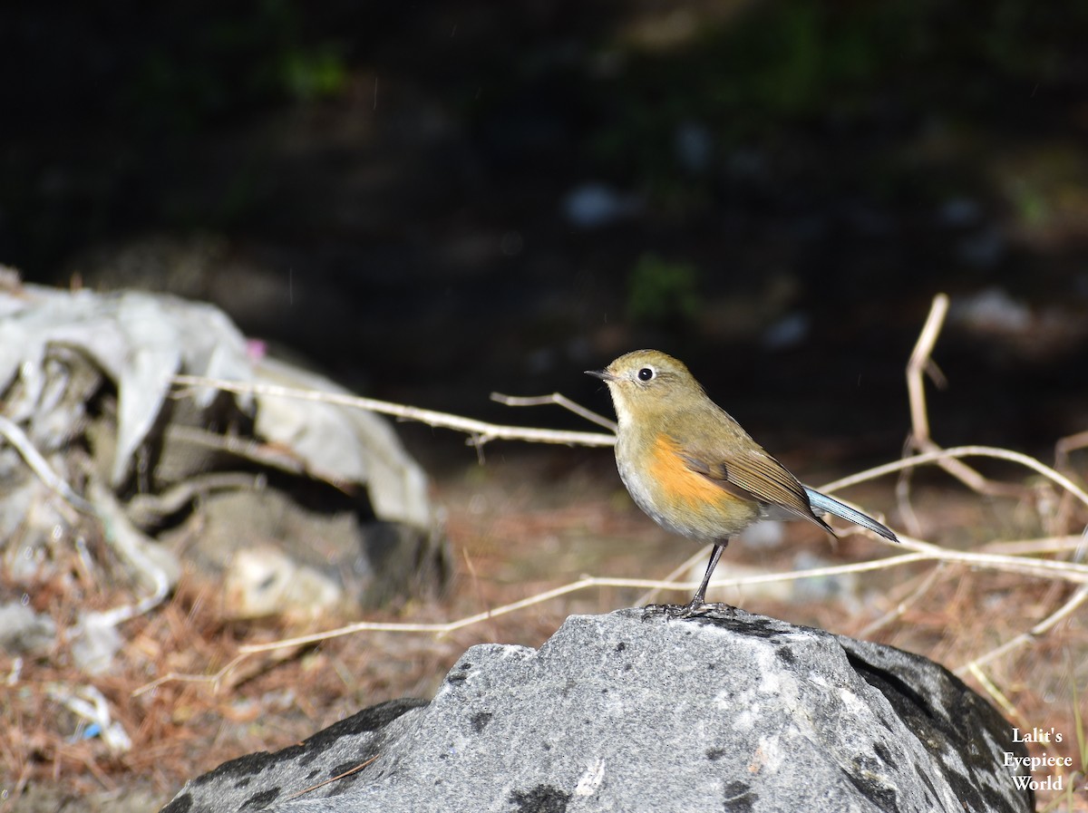 Himalayan Bluetail - ML198274091