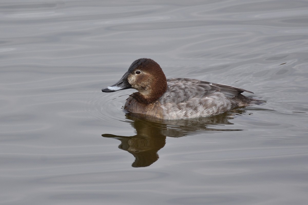 Common Pochard - ML198274191