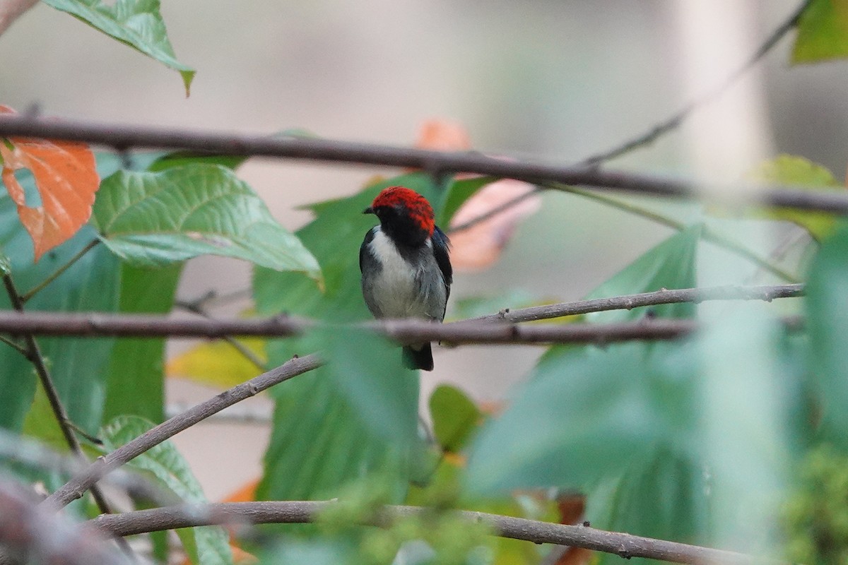 Scarlet-backed Flowerpecker - Kathryn Young