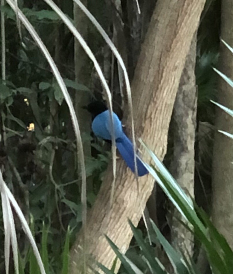 jay sp. - ML198275131