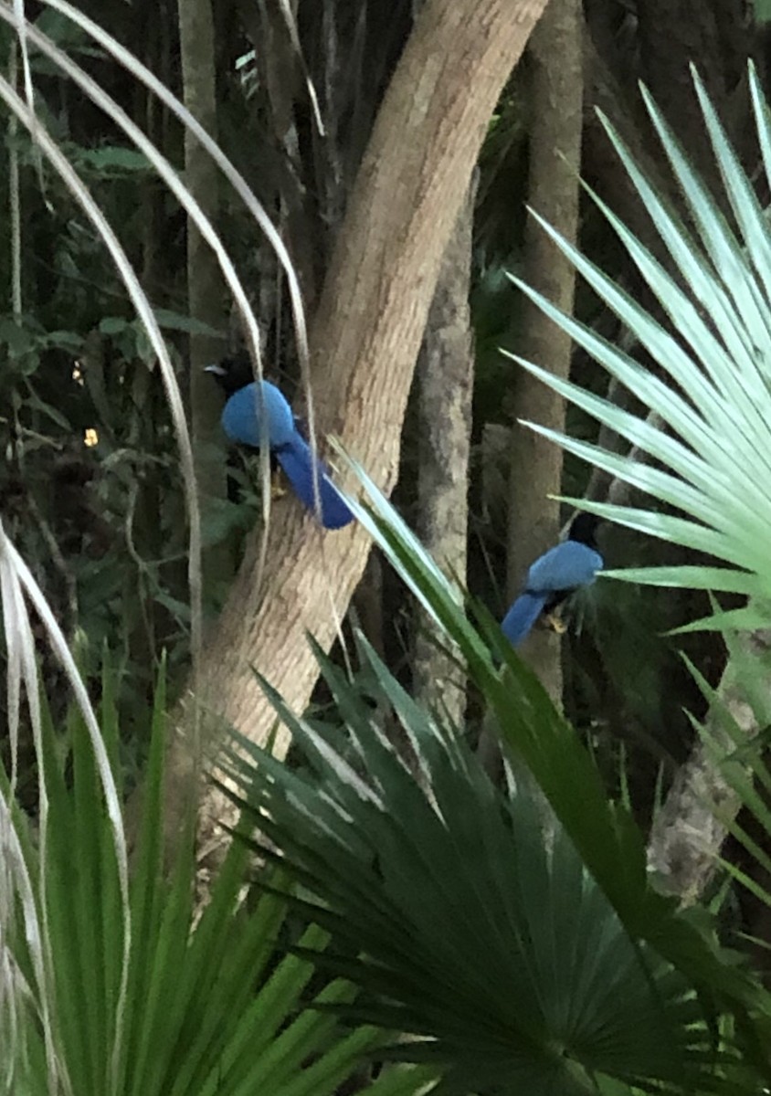 jay sp. - ML198275141