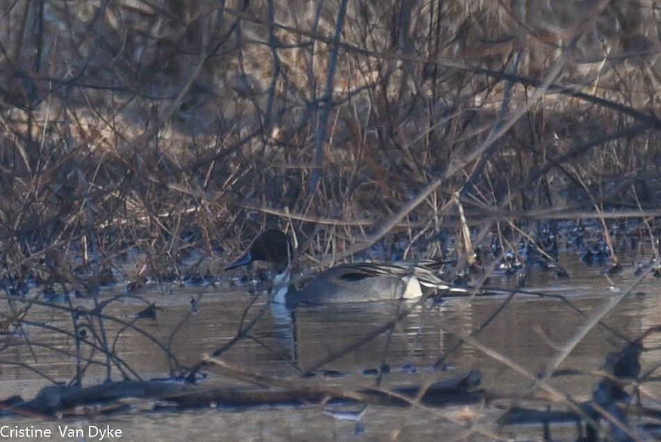 Northern Pintail - Cristine Van Dyke