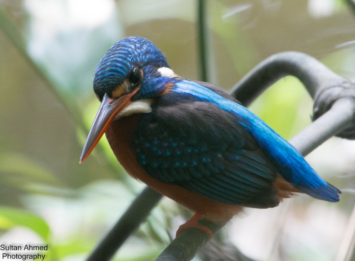 Blue-eared Kingfisher - ML198276251