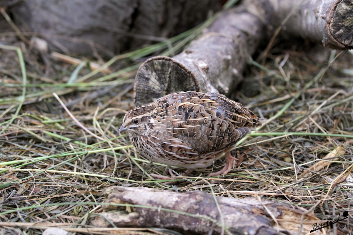 Common Quail - J. Alfonso Diéguez Millán 👀