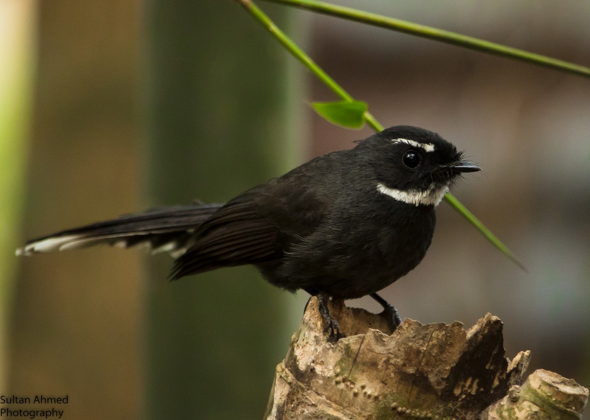 White-throated Fantail - ML198276491