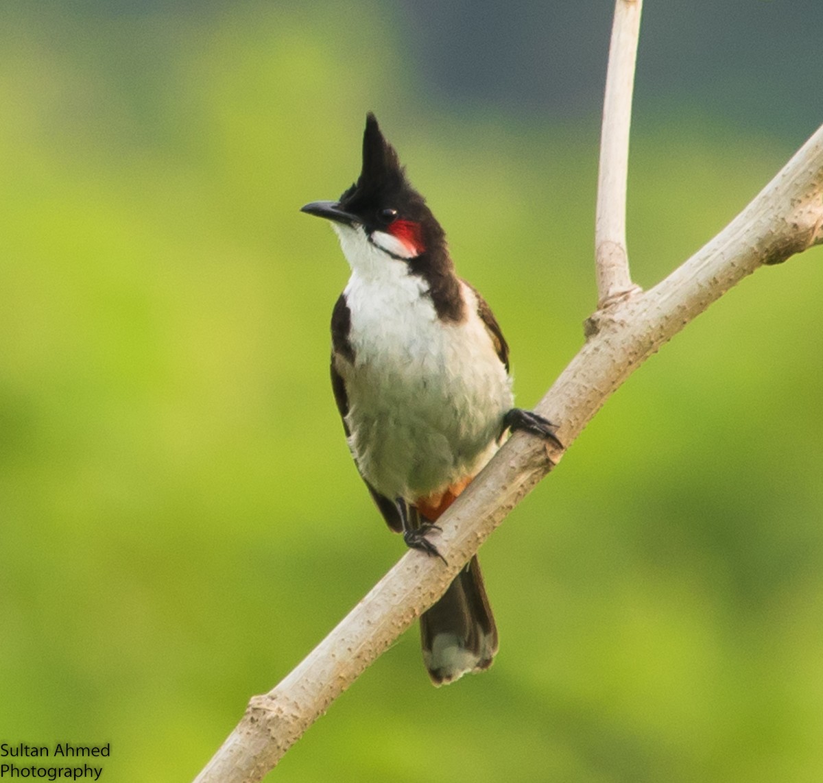 Red-whiskered Bulbul - ML198276571