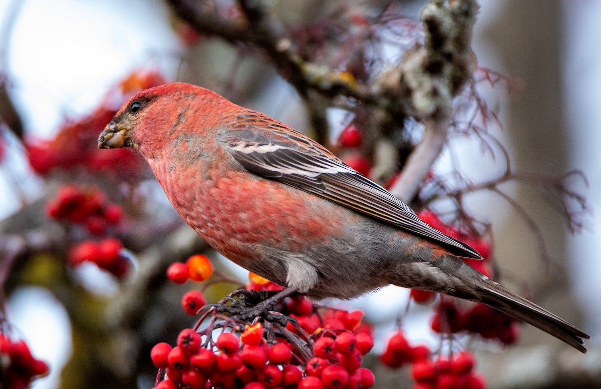 Pine Grosbeak - ML198277611