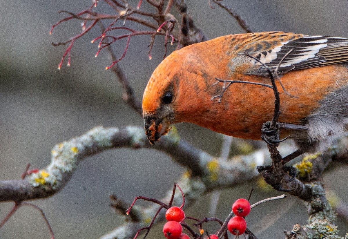 Pine Grosbeak - ML198277661