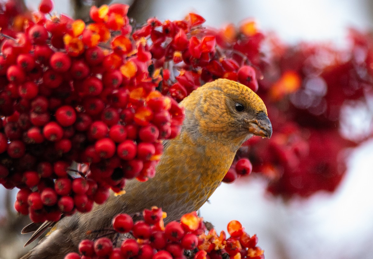 Pine Grosbeak - ML198278301