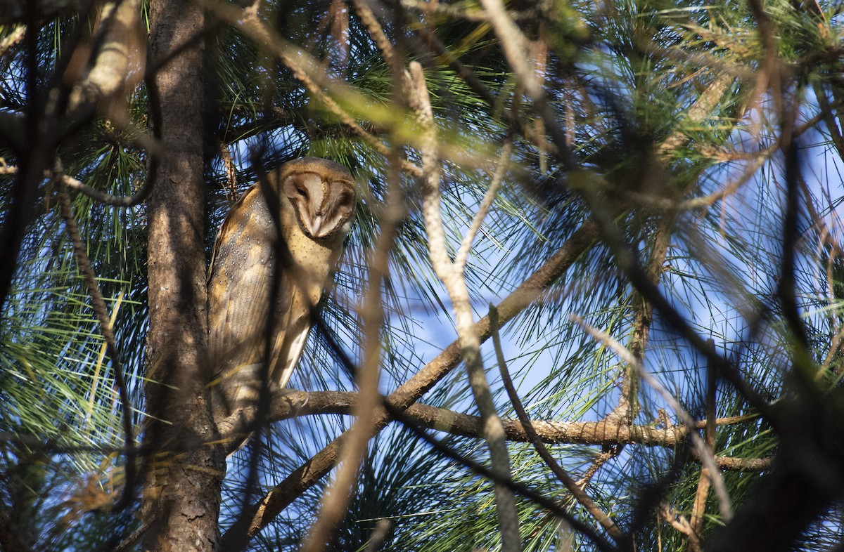 Barn Owl - ML198278351