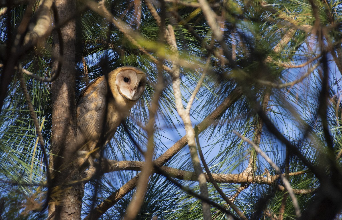 Barn Owl - ML198278361