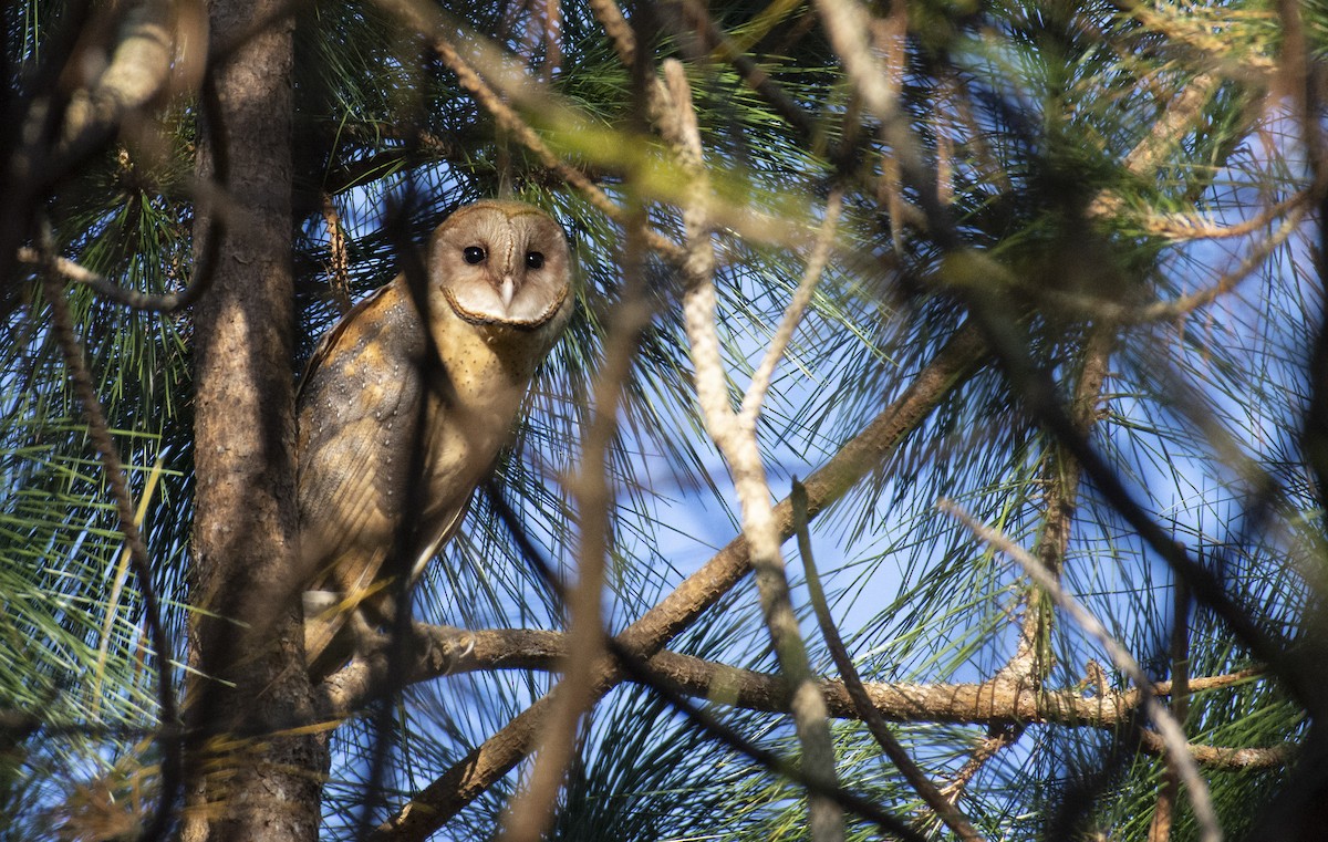 Barn Owl - ML198278371