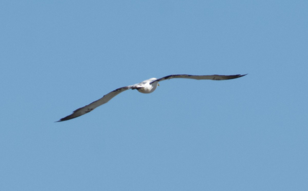 Masked Booby - ML198279801