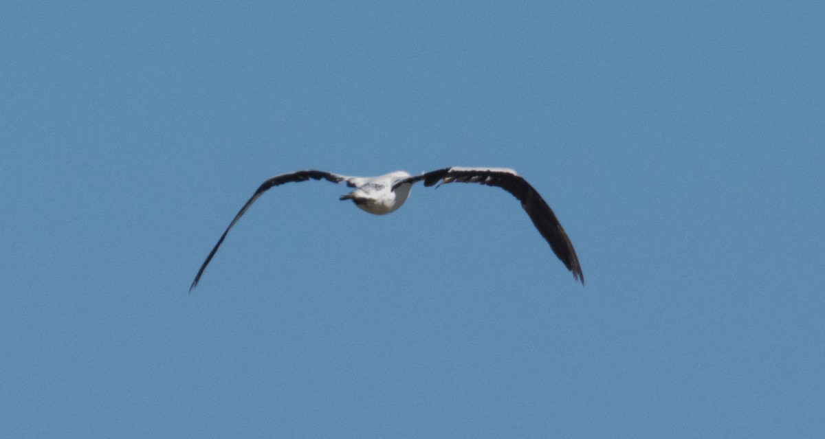 Masked Booby - ML198279811