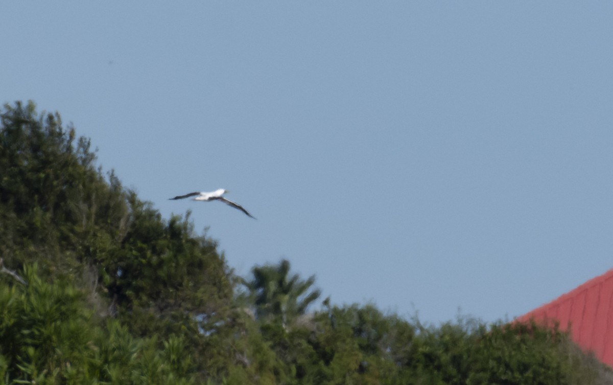 Masked Booby - ML198279821