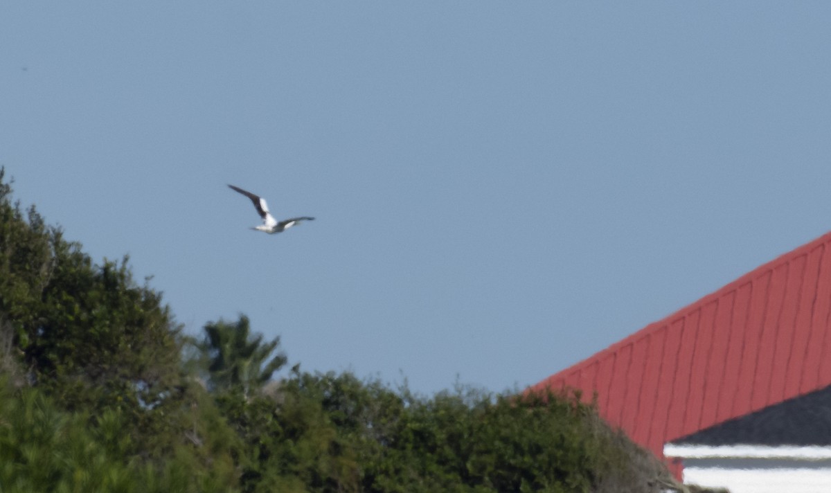 Masked Booby - ML198279841