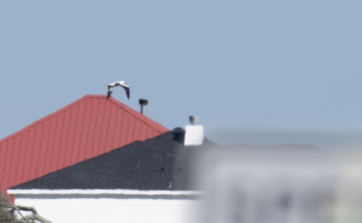 Masked Booby - ML198279851