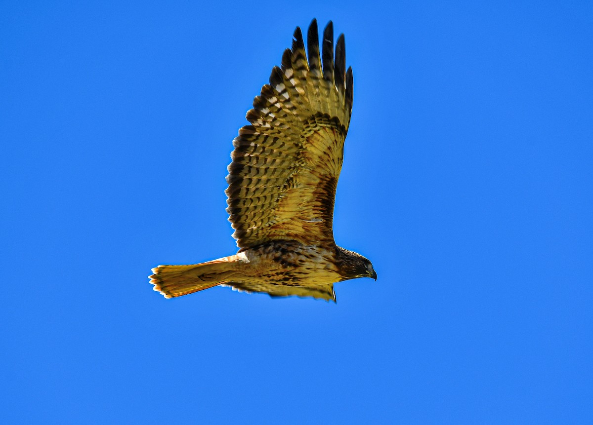 Red-tailed Hawk - ML198279951