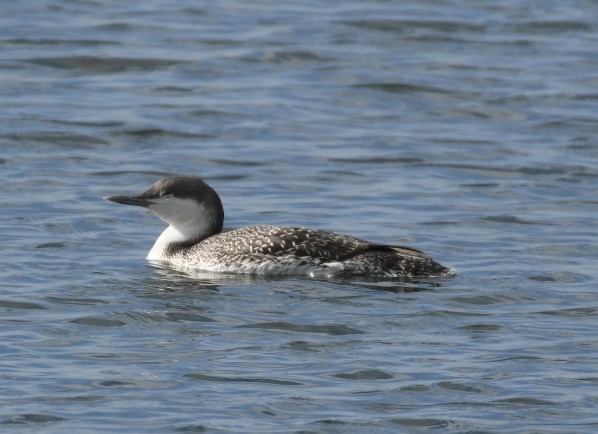 Red-throated Loon - william tyrer