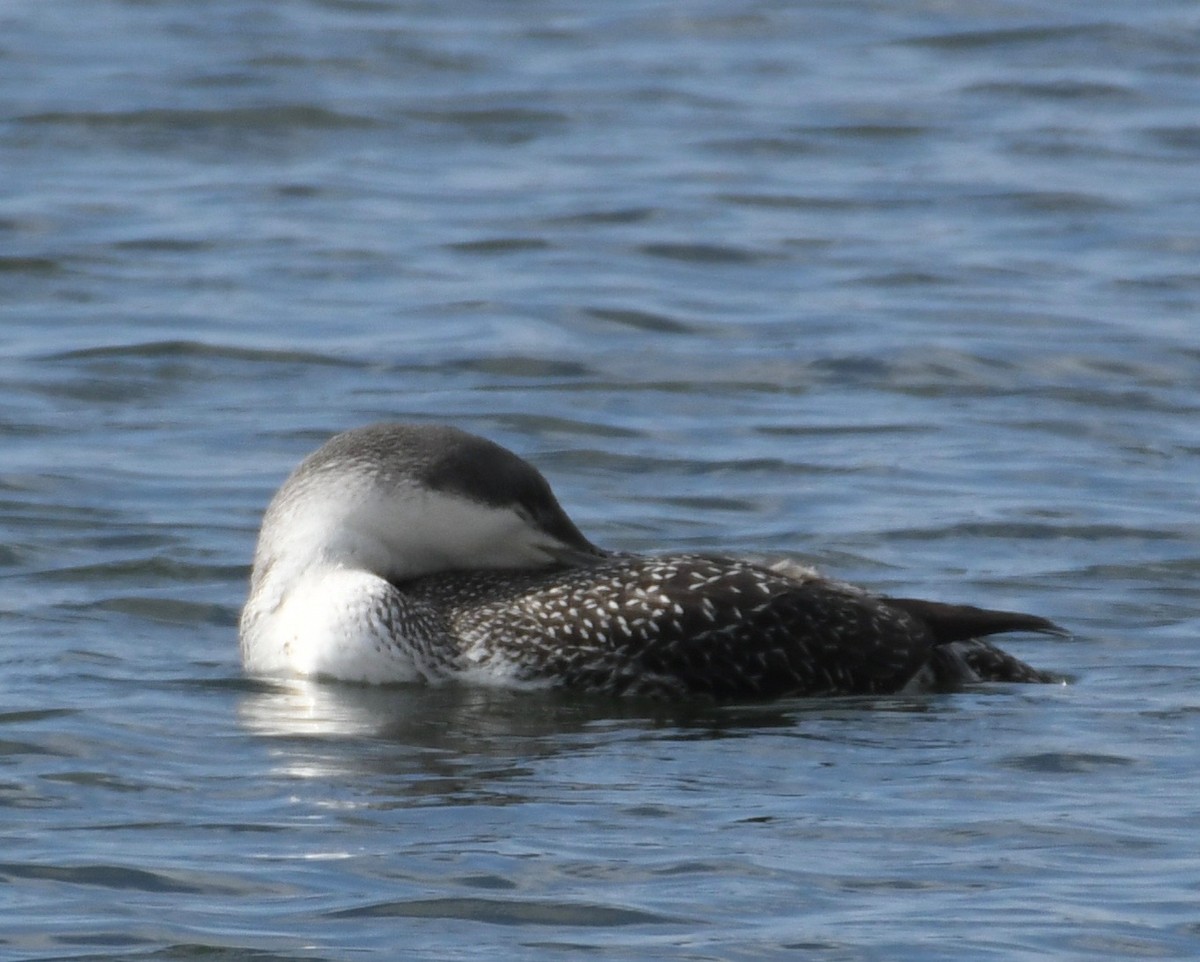 Red-throated Loon - ML198280721
