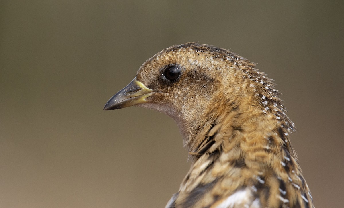 Yellow Rail - ML198280761