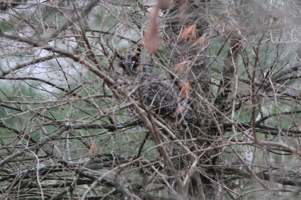 Long-eared Owl - ML198282001