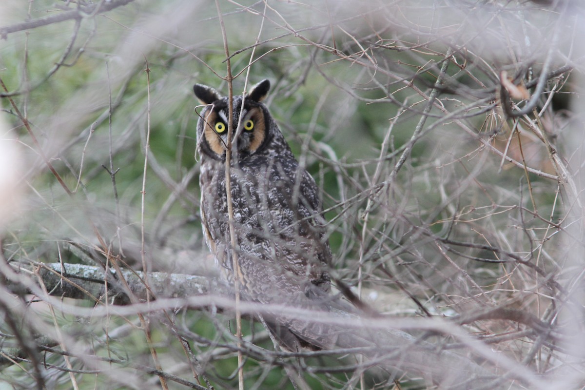 Long-eared Owl - ML198282041