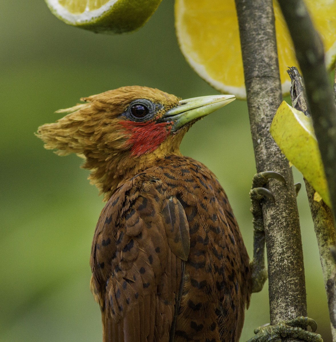 Chestnut-colored Woodpecker - ML198282511