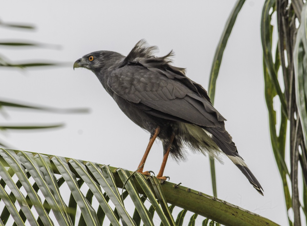 Crane Hawk - ML198282751