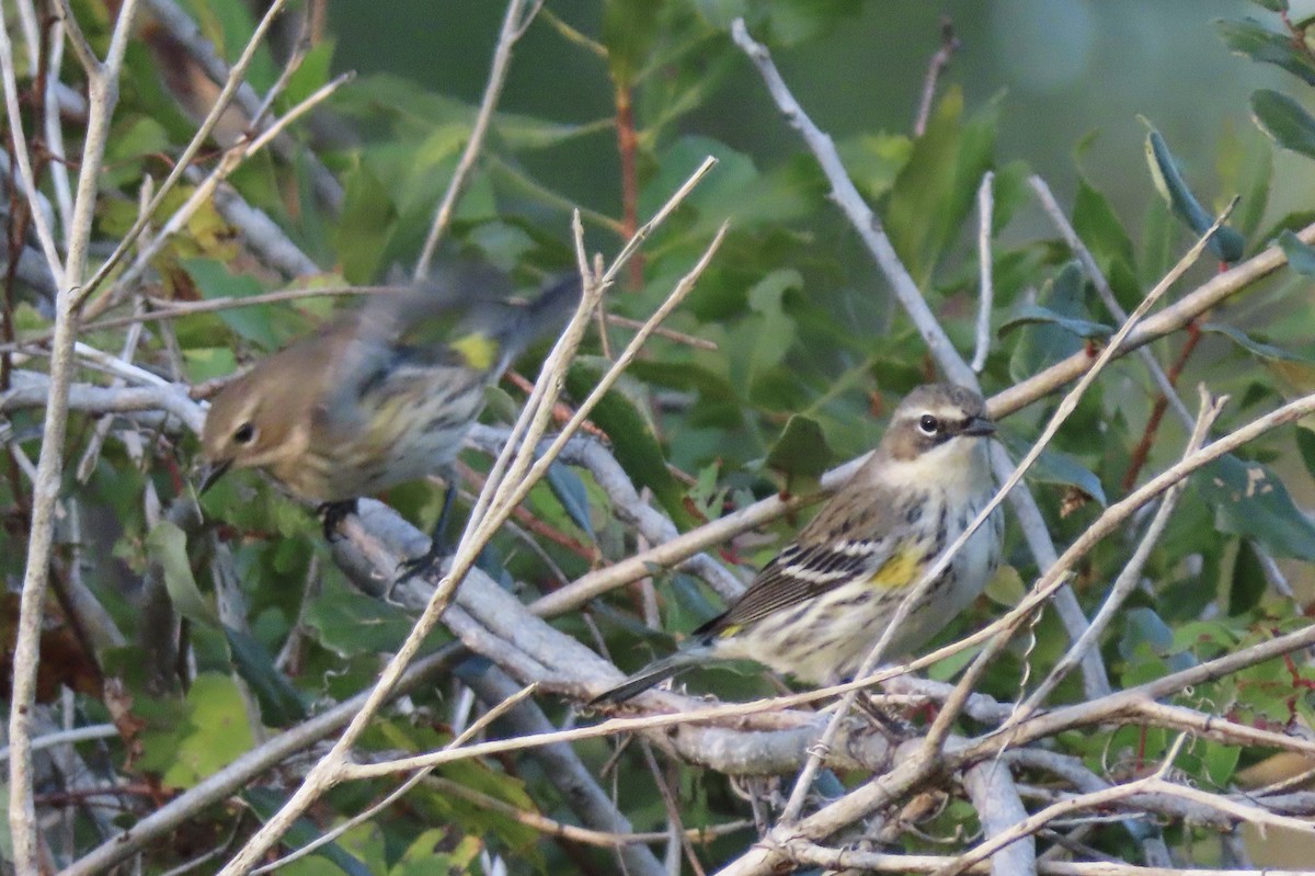 Yellow-rumped Warbler - Ruben  Stoll