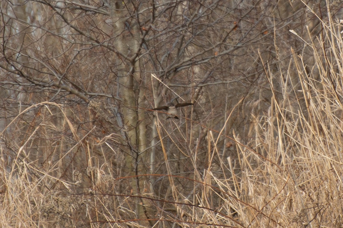vlaštovka šedohnědá - ML198285751