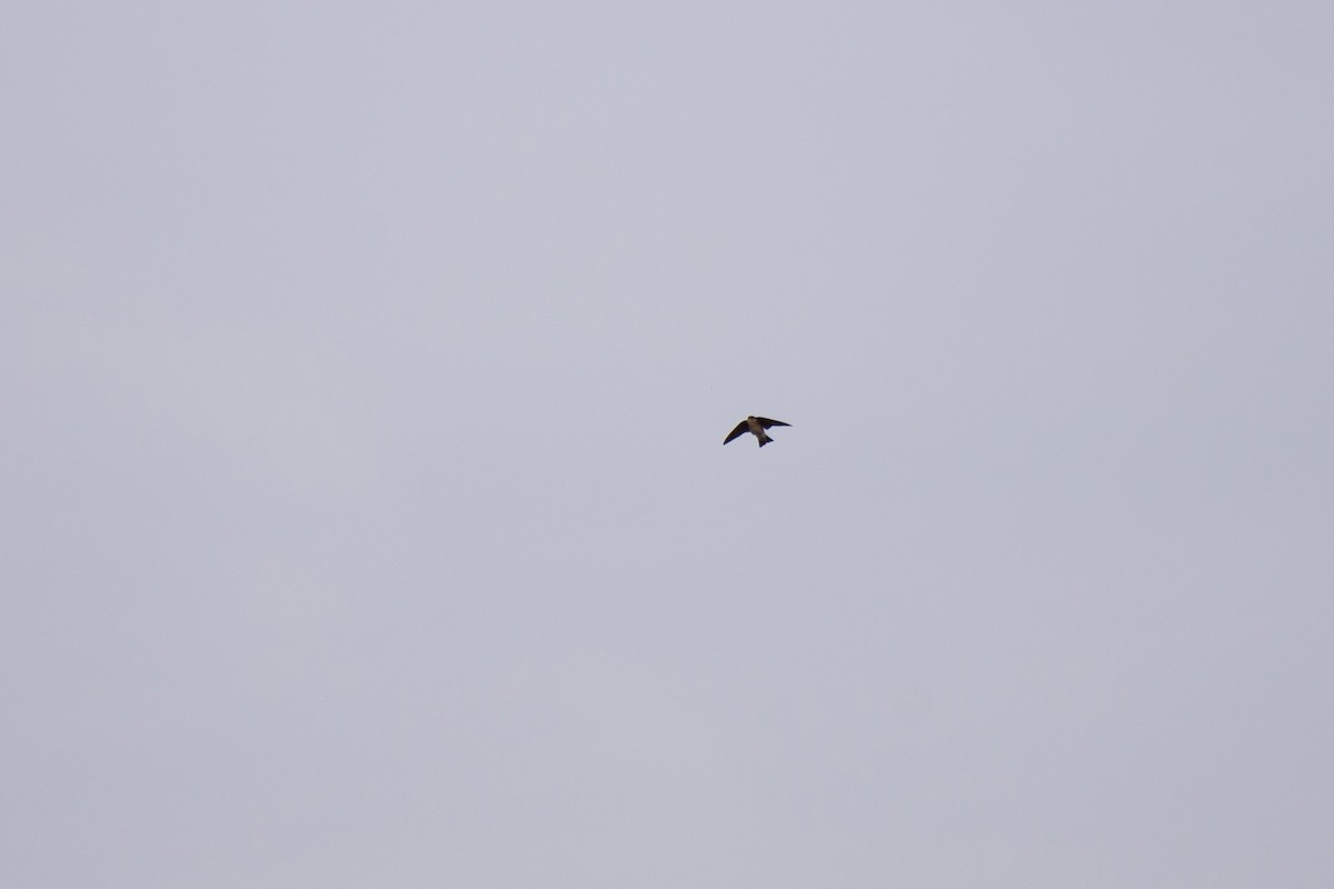 Golondrina Aserrada - ML198285761