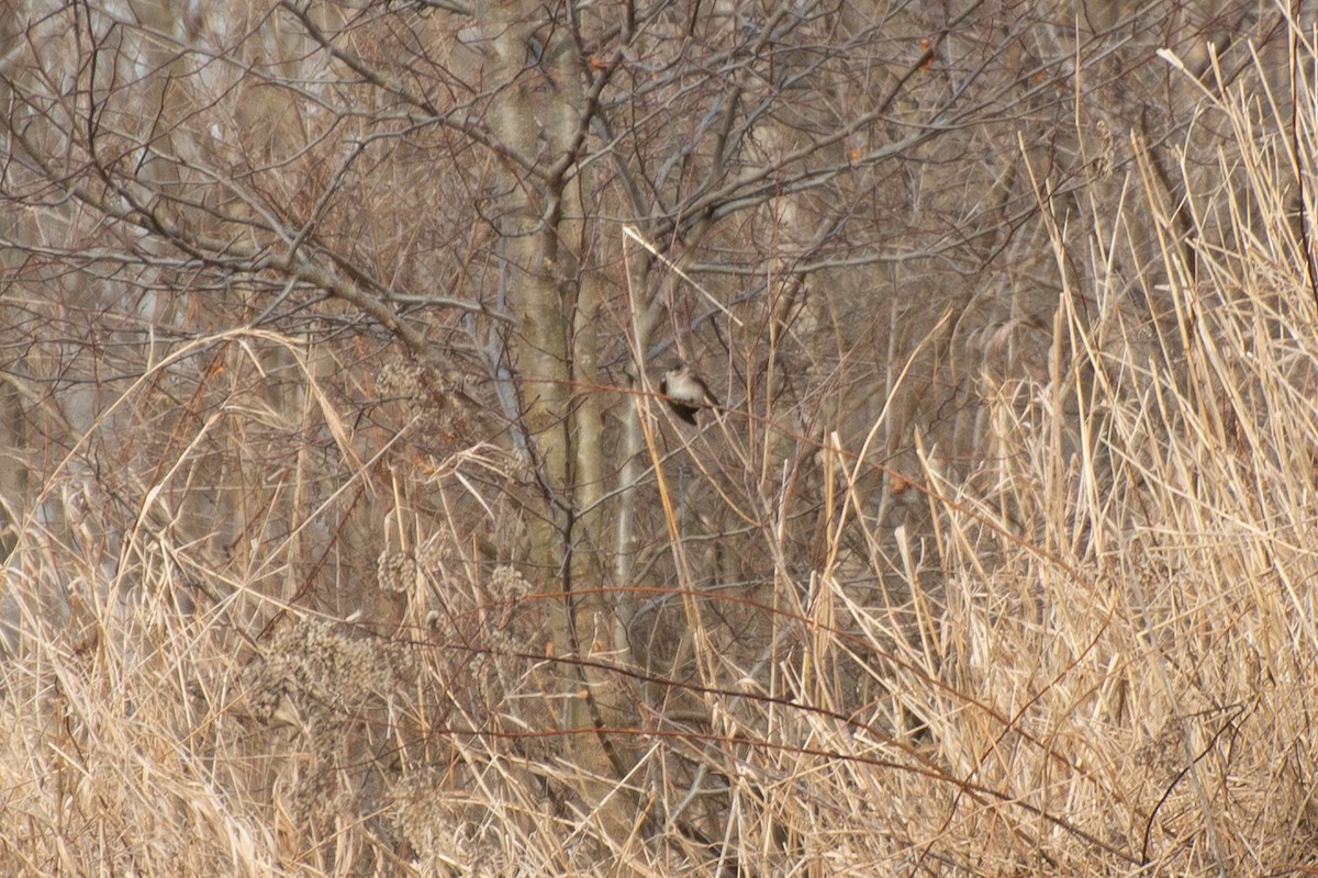 Northern Rough-winged Swallow - ML198285811