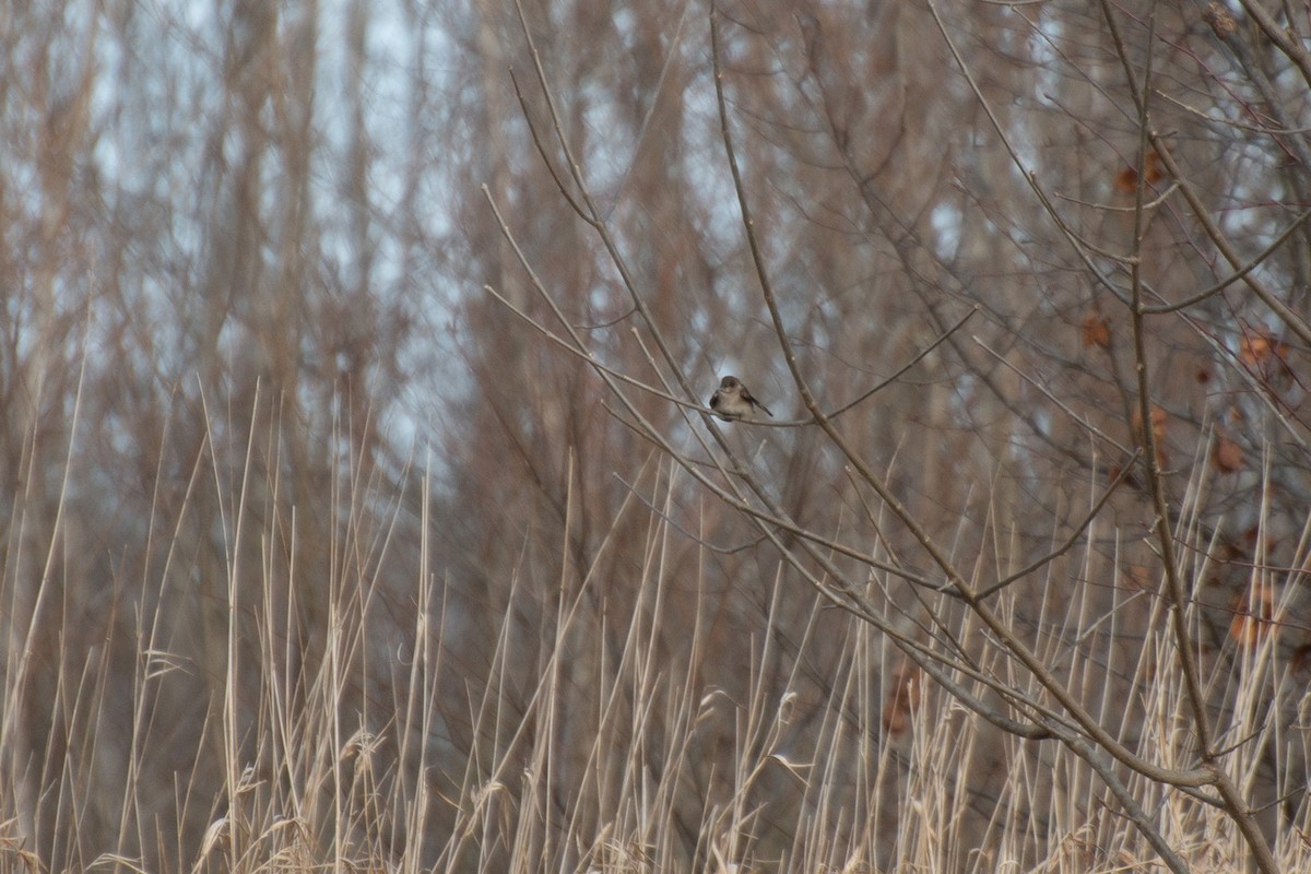 Northern Rough-winged Swallow - ML198285821