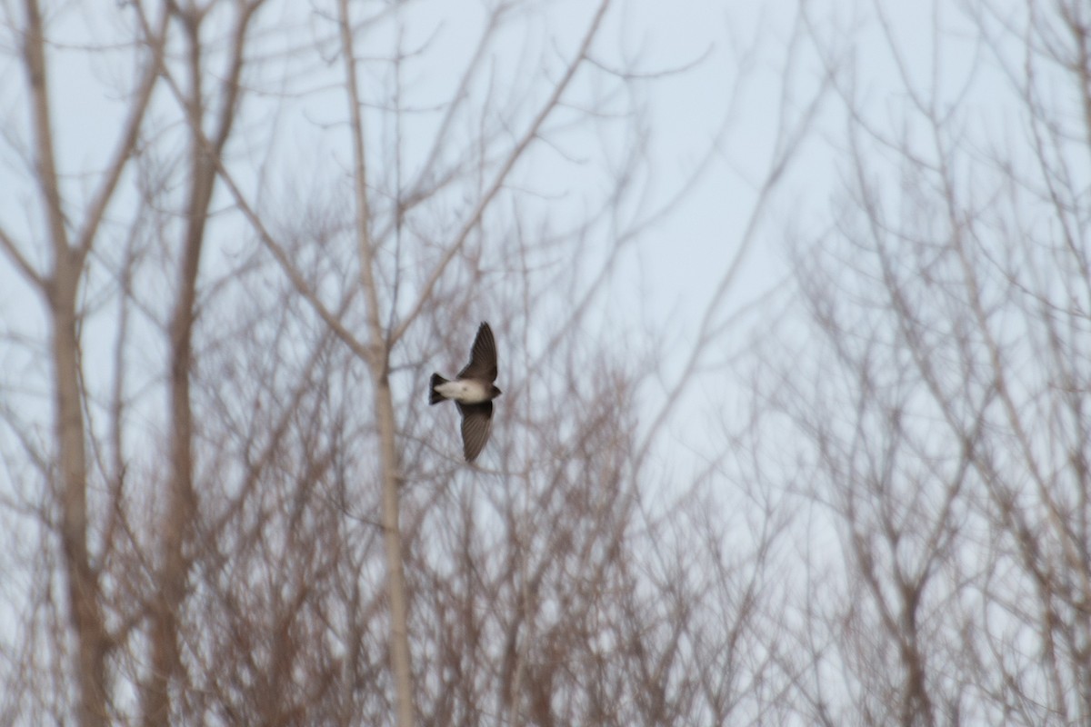 Northern Rough-winged Swallow - ML198285831