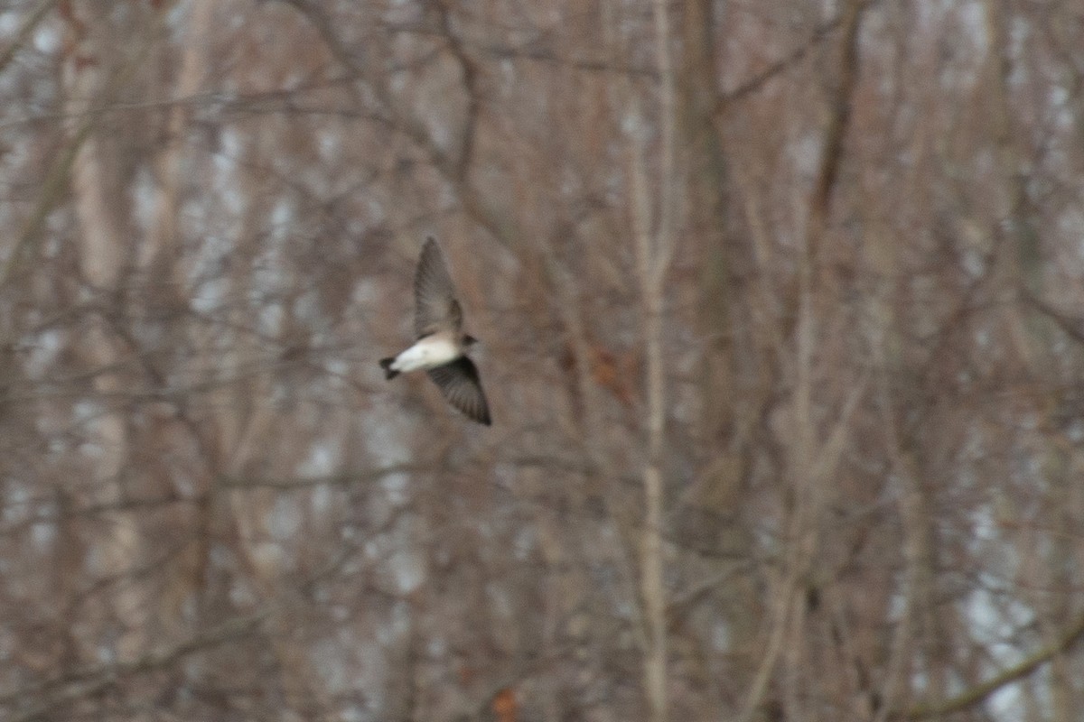 Northern Rough-winged Swallow - Joseph Welklin