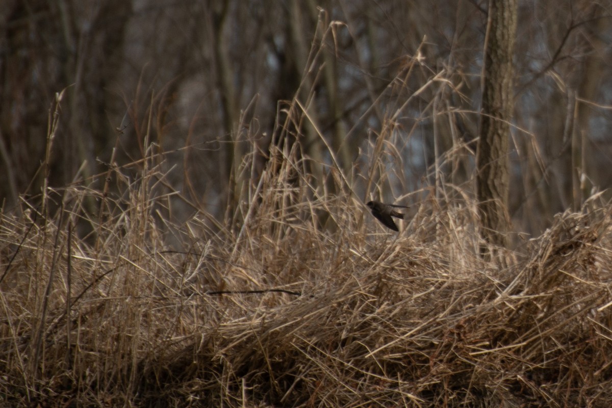 Northern Rough-winged Swallow - ML198285871