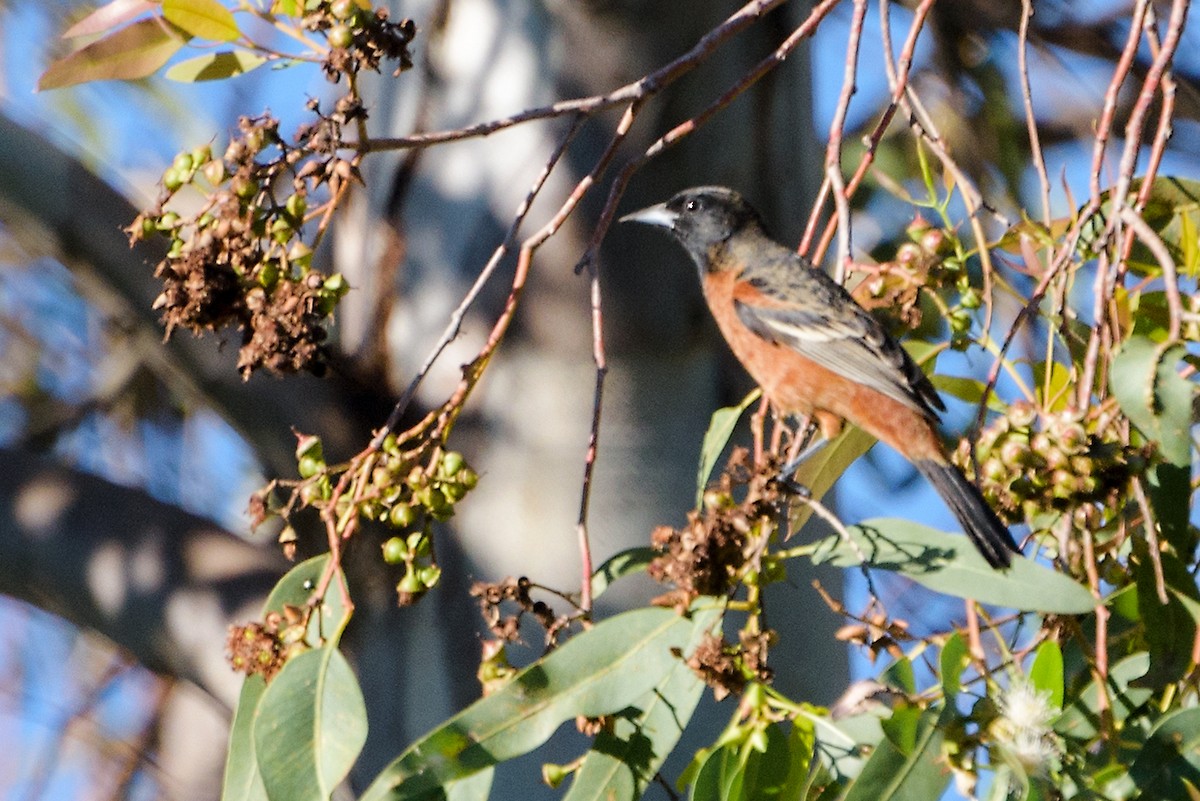 Orchard Oriole - ML198286011