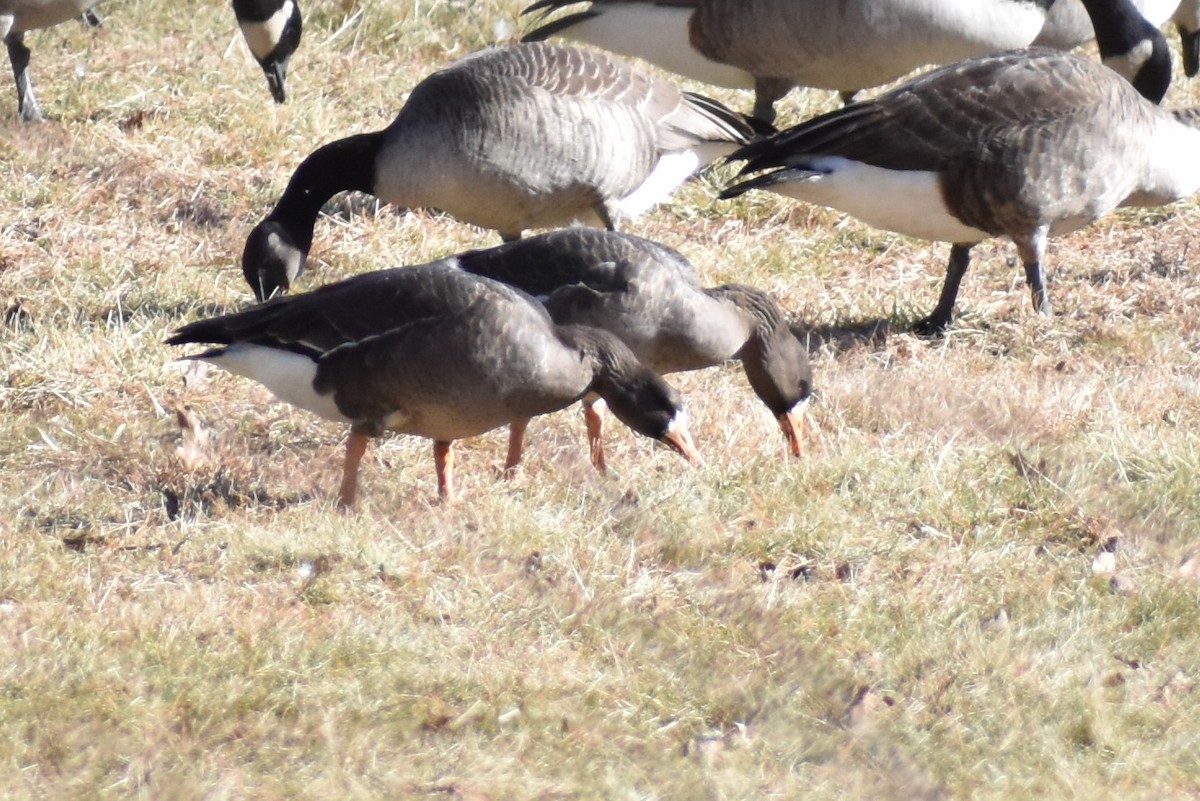 Greater White-fronted Goose - ML198286321