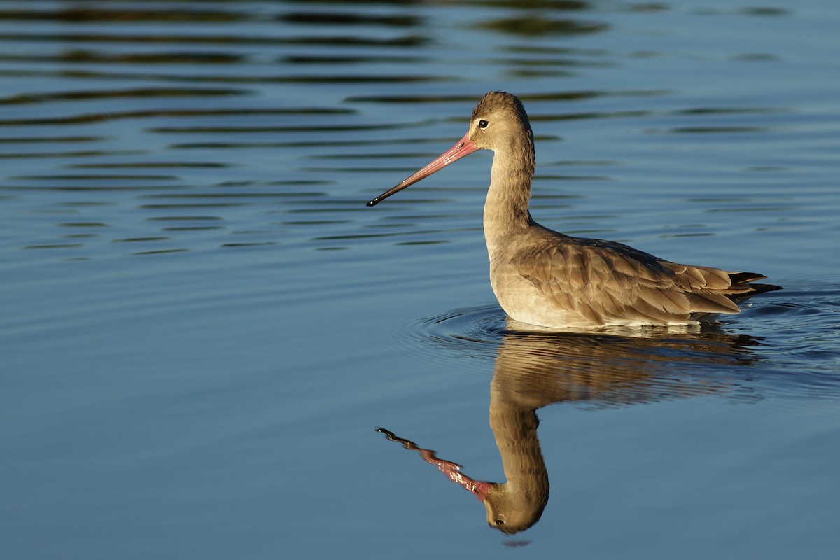 Black-tailed Godwit - Sérgio Correia